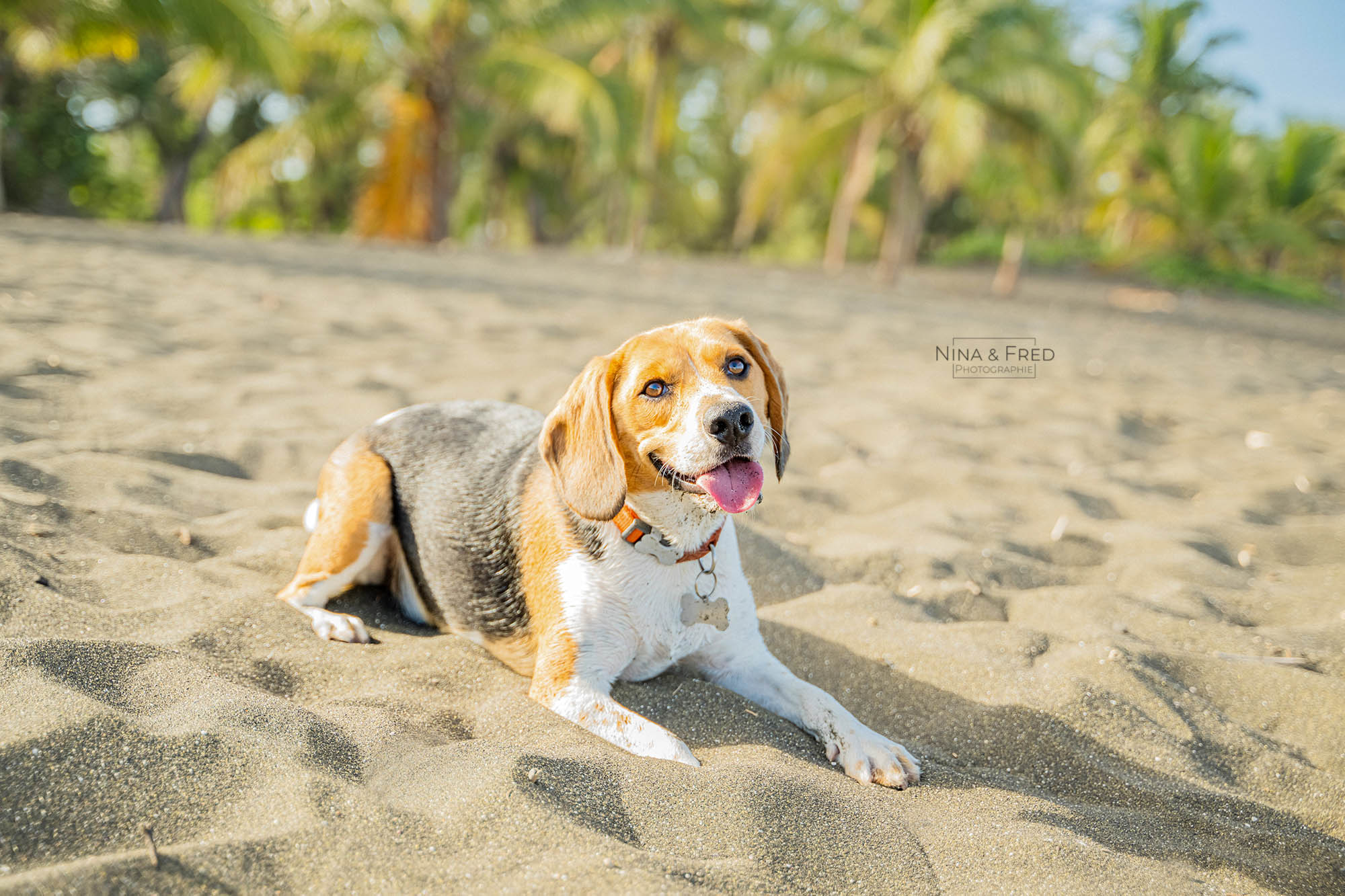 shooting photo Réunion chien sur la plage V&F&S